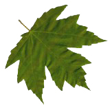 Sugar Maple